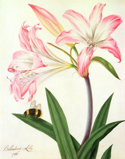 Lilium Belladonna and Bee, 1786 by Matilda Conyers